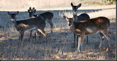 Lago Vista Dec 9 2010 Deers 2