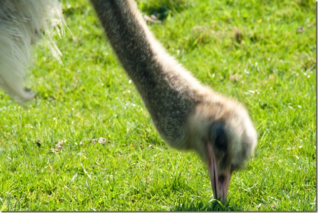 Ostrich-1