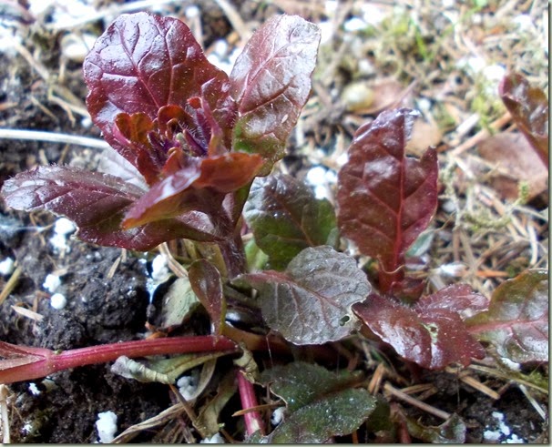 ajuga reptans atropurpurea