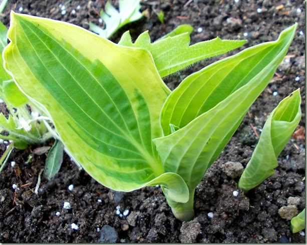 Hosta