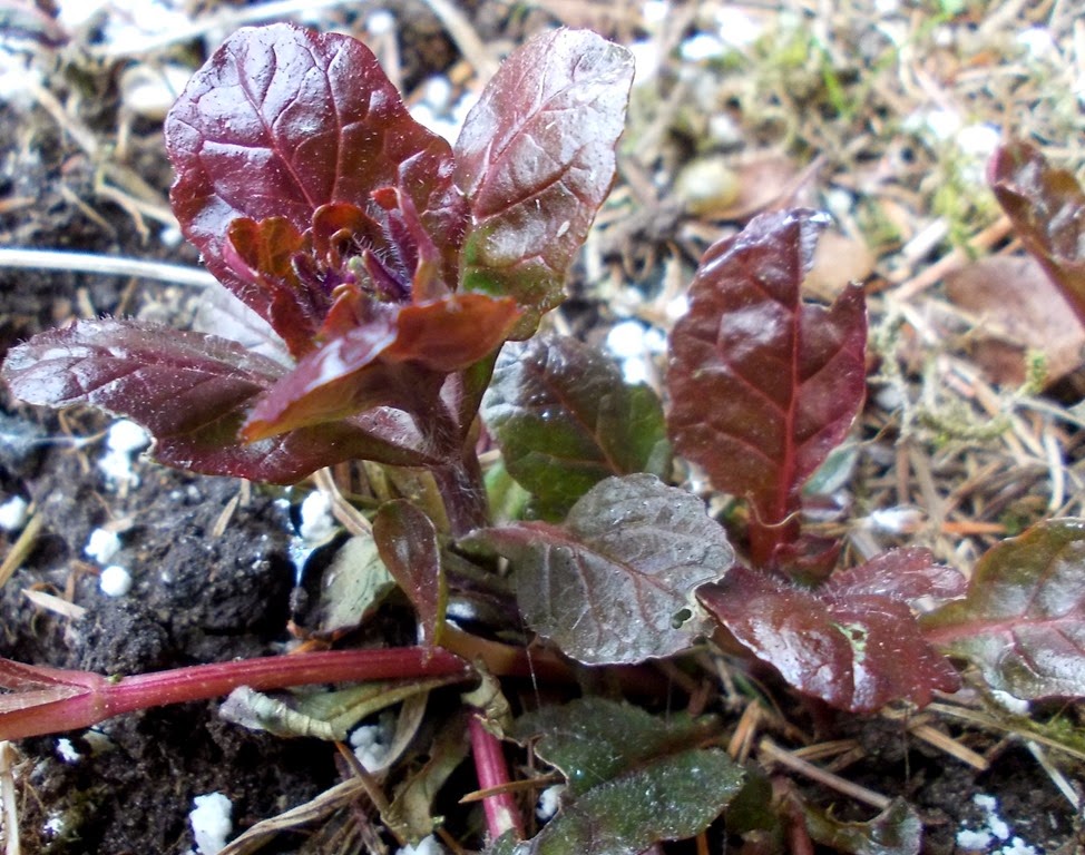 [ajuga%2520reptans%2520atropurpurea%255B8%255D.jpg]