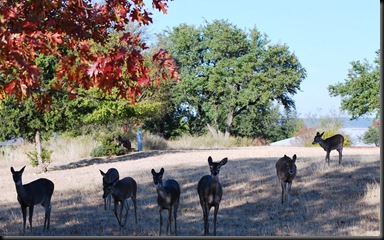 Lago Vista Dec 9 2010 - deers in Flock