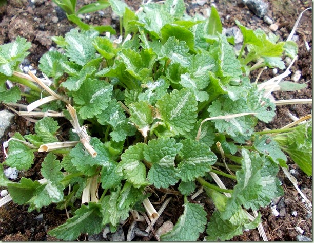 Lamium maculatum 'Chequers'