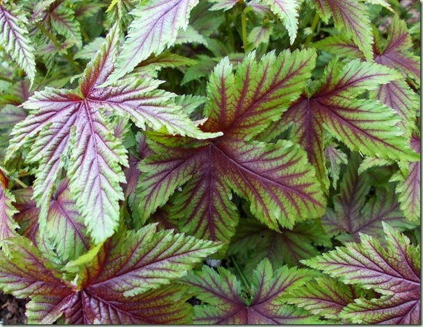 Filipendula Red Umbrella