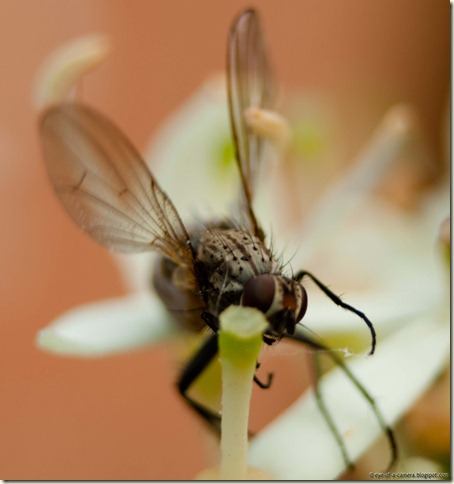 macro fly