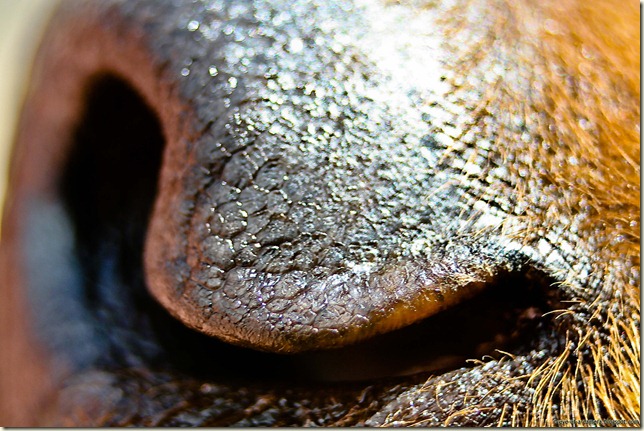 macro-dogs nose