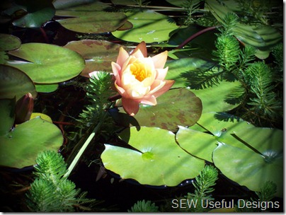 Cloudehill water lily