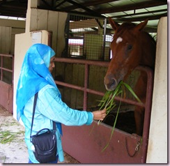 feeding horse