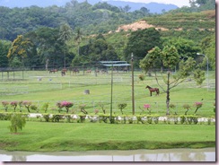 horse farm