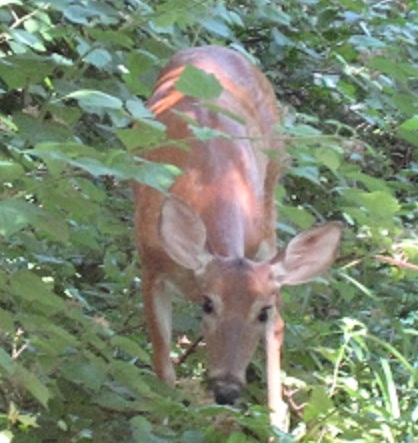 Deer A Foot From Our Putnam House Deck