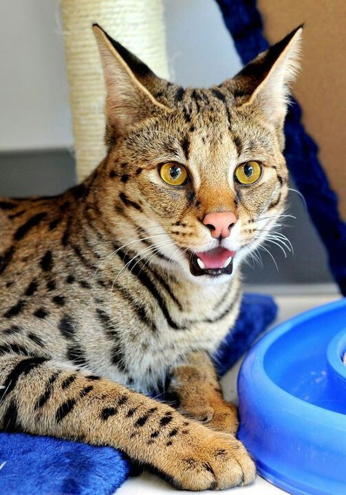  cats before I die!!! Savannah Cat half domestic cat half wild serval