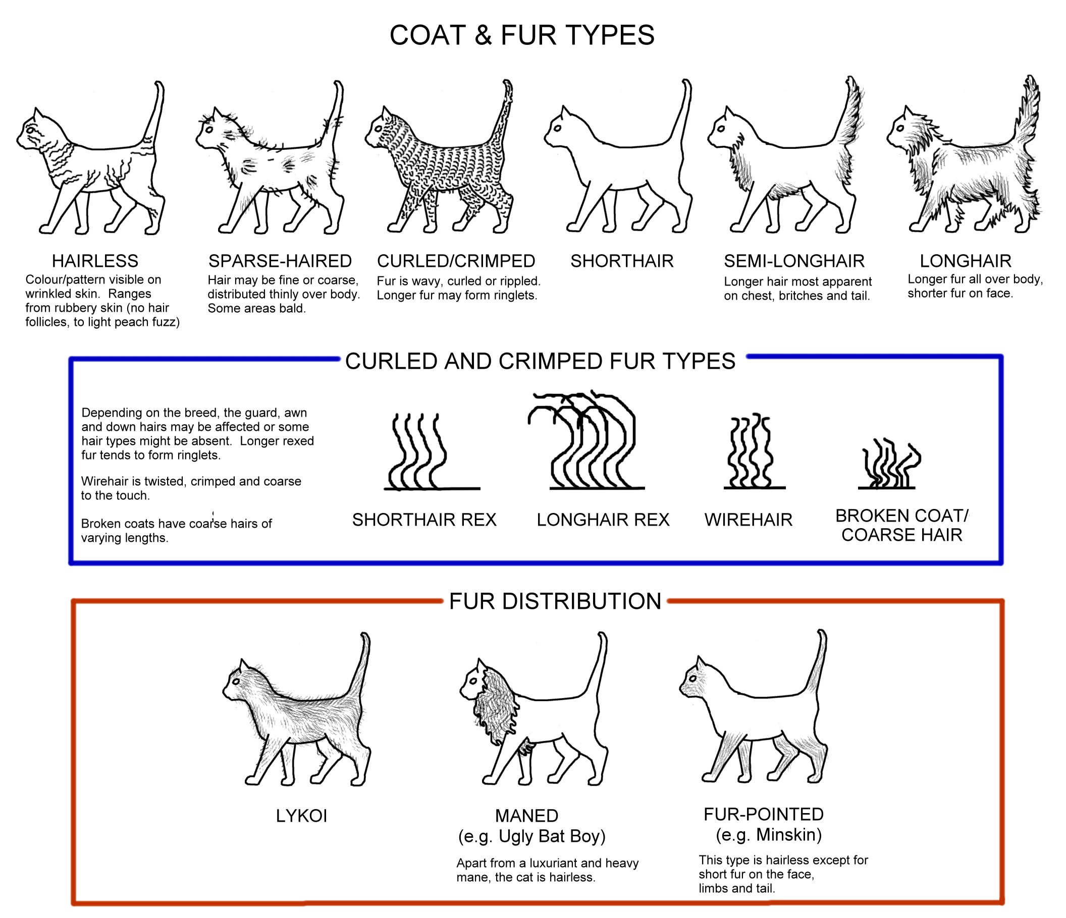 cat conformation diagram chart