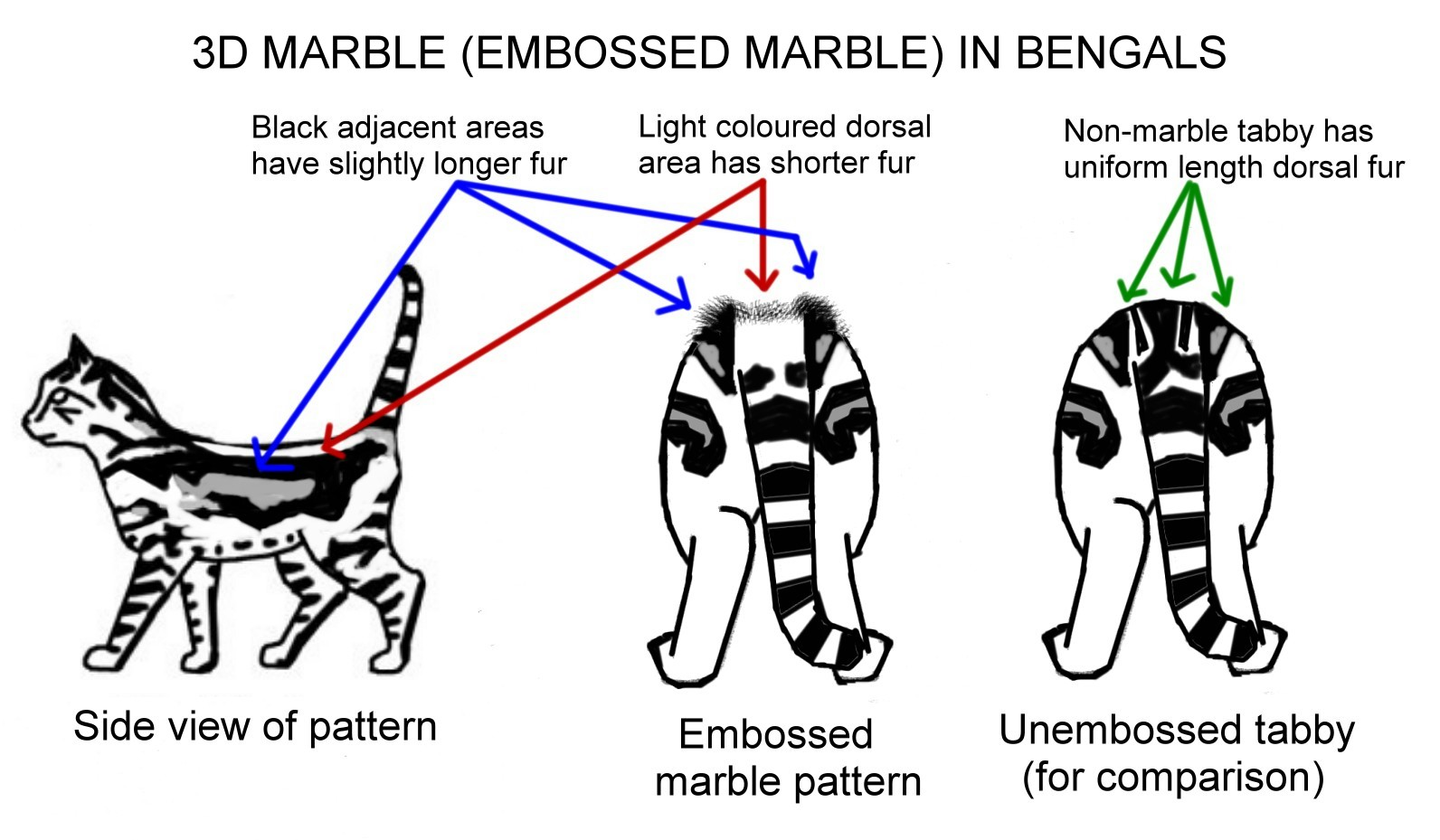 cat conformation diagram chart