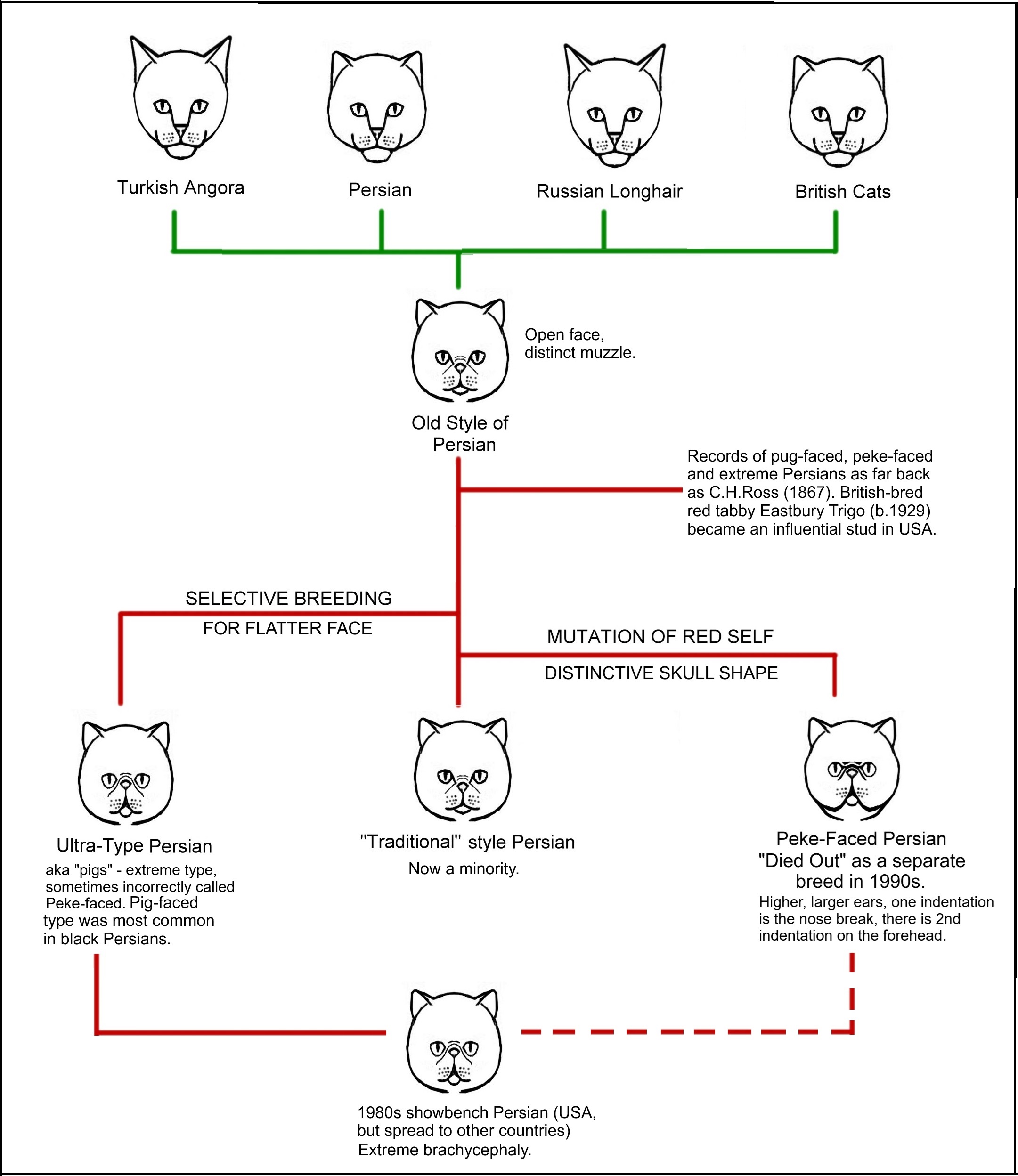 cat conformation diagram chart