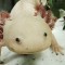 axolotl.jpg