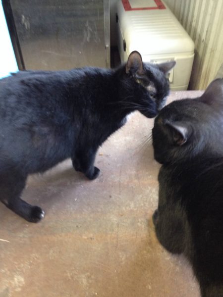 Chessie and Ollie nose kisses