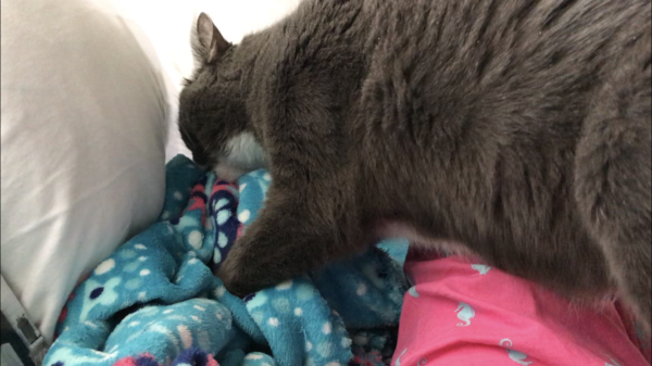 Ritzy kneading the new throw