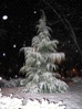 Snowy Tree, first snow of 03