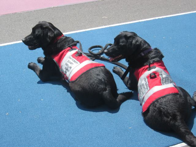 Rescue dogs at rest