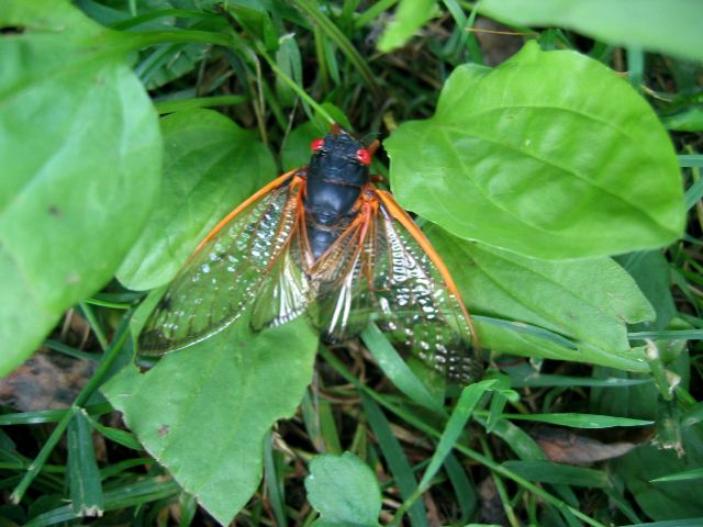 Cicada!