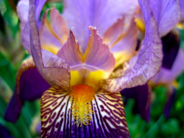 One of a bunch of bright irises blooming in our landlord's garden.