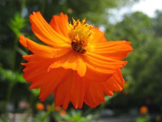 A bright orange late-summer flower in our landlord's garden.