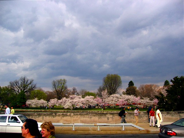 Cherry trees in bloom beneath a foreboding spring sky.