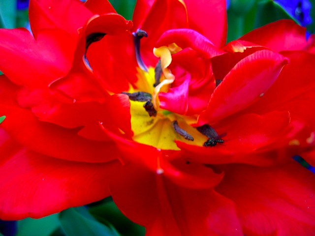 A tulip in final stages of bloom.