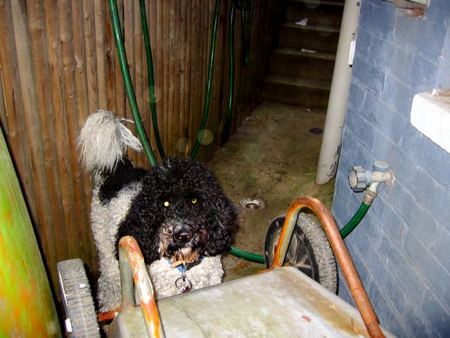 Annie, our landlord's dog