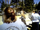 A burrowing owl