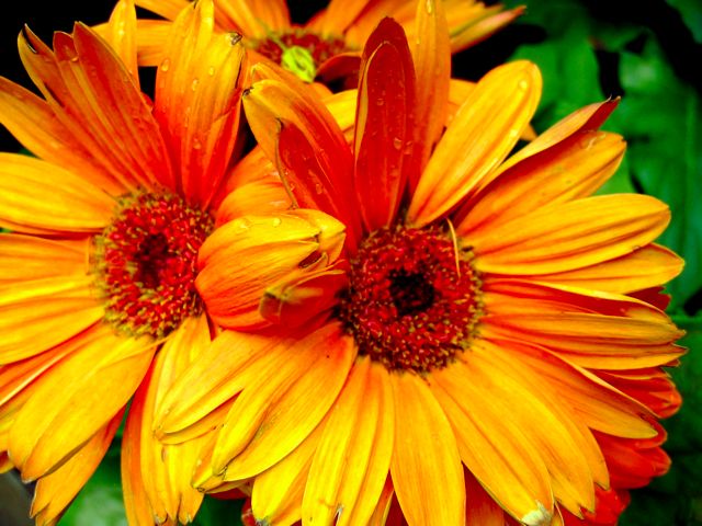 Bright orange daisy's newly planted in a neighbor's yard.