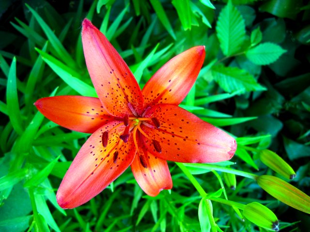 One of the flowers in my dad's front yard.