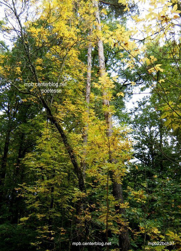 Du jaune sous l'automne