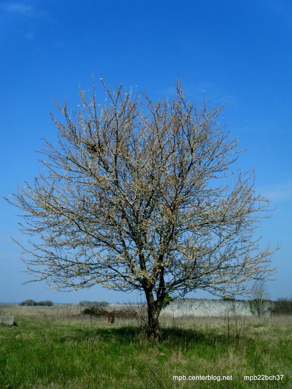 Rencontre avec un arbre