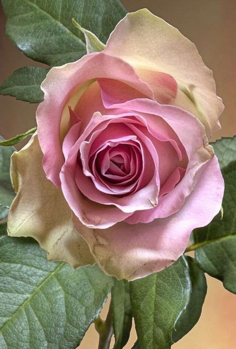 rose-pastel-11.jpg