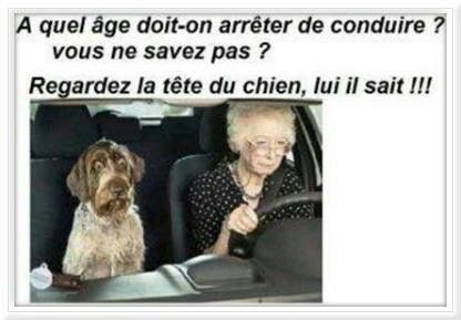 HUMOUR   SECURITE  CHIEN    -   KDO