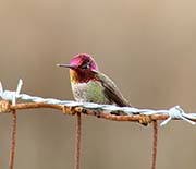 Anna's Hummingbird