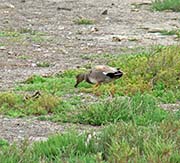 Picture/image of Gadwall