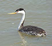 Clark's Grebe