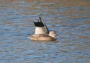 Picture/image of Gadwall