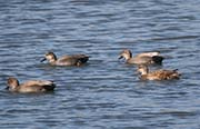 Picture/image of Gadwall