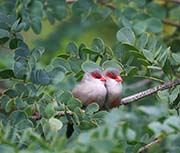 Common Waxbill