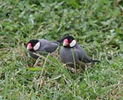 Java Sparrow