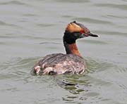 Horned Grebe