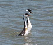 Western Grebe