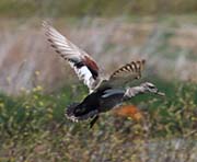 Picture/image of Gadwall