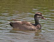 Picture/image of Gadwall