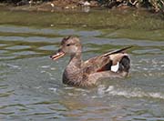 Picture/image of Gadwall