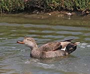 Picture/image of Gadwall