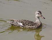 Picture/image of Gadwall